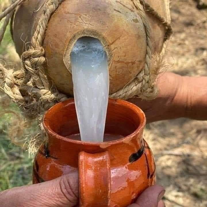Service du vin de palme